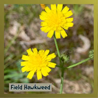 Field Hawkweed